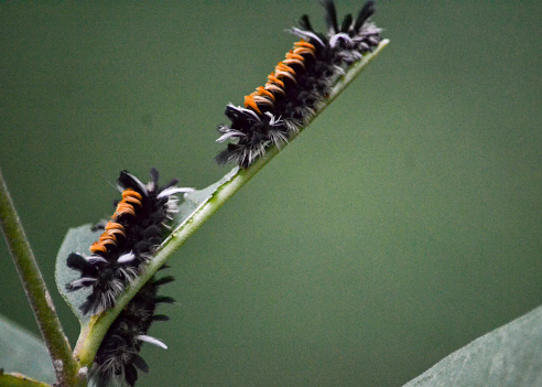 Milk weed moth caterpillar