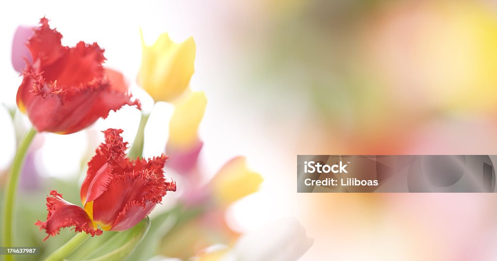 Tulips  Bouquet Stock Photo