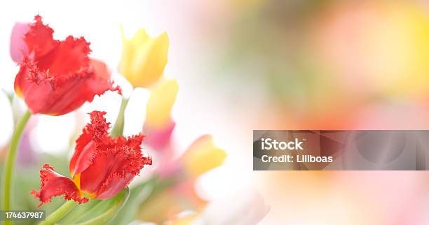 Tulips Stock Photo - Download Image Now - Bouquet, Bunch, Bunch of Flowers