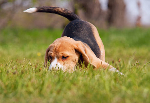 simpatico cucciolo di beagle in erba - cane morde coda foto e immagini stock
