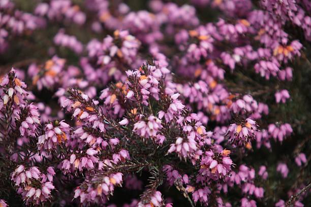 Dutch heather stock photo