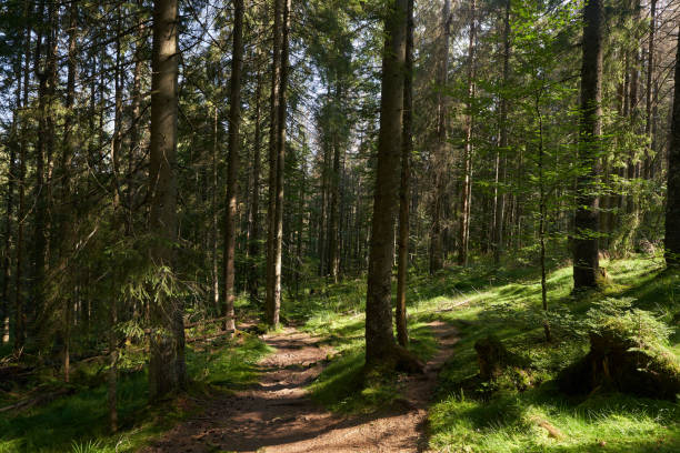 istock Landscape with hiking trail in the mountain forest 1746381091