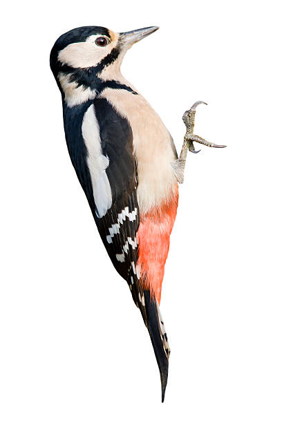 Great Spotted Woodpecker (Dendrocopos major)  woodpecker stock pictures, royalty-free photos & images