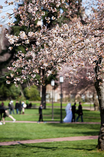 istock Wedding Couple with Cherry Blossoms on the UW Campus 174638145