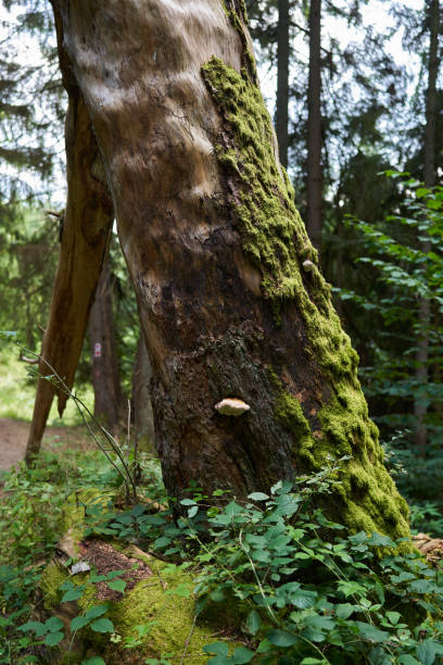 istock Landscape with hiking trail in the mountain forest 1746381624