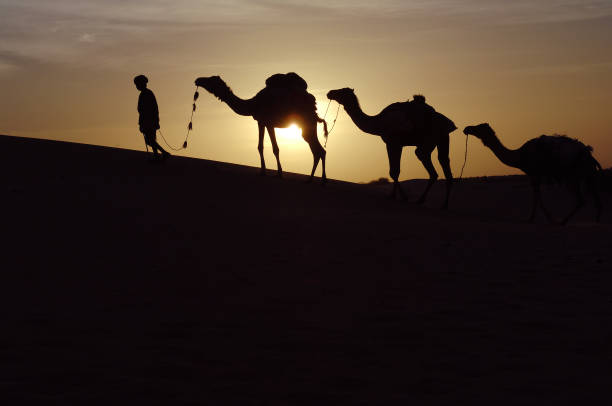 "Nomadic Tuareg herder and camels in silhouette against the setting sun in the Sahara Desert at Timbuktu in Mali, West Africa"