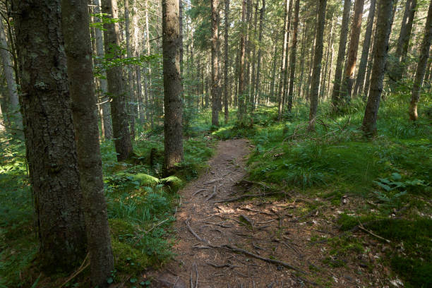 istock Landscape with hiking trail in the mountain forest 1746381987