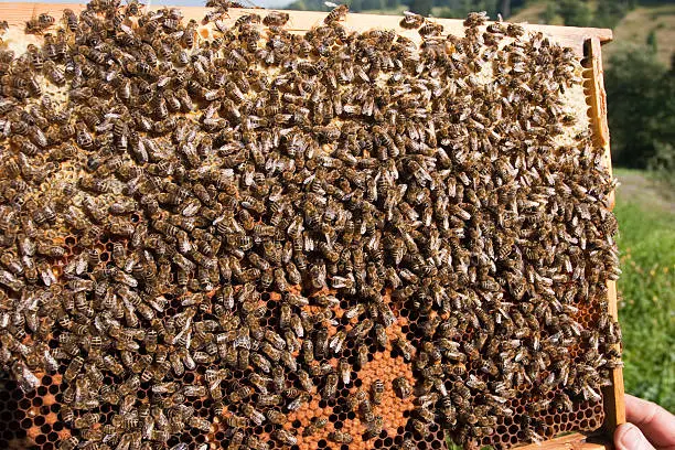 Bees working on honeycomb