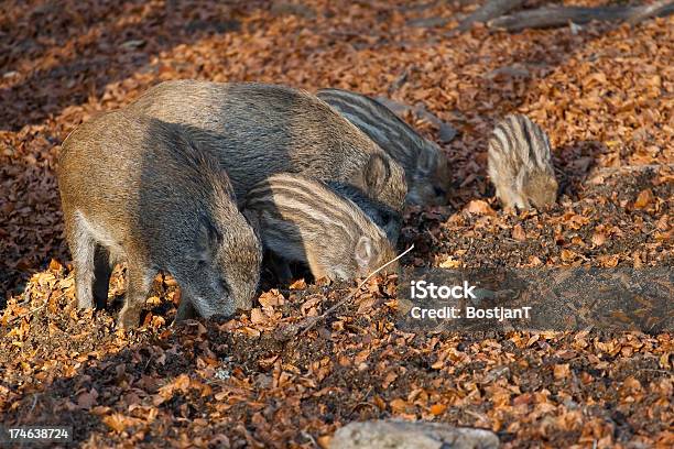 Wild Boar Famiglia - Fotografie stock e altre immagini di Ambientazione esterna - Ambientazione esterna, Animale, Animale selvatico