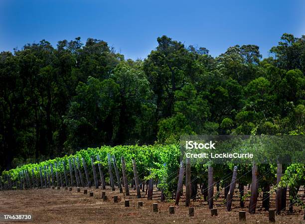 Vinha - Fotografias de stock e mais imagens de Agricultura - Agricultura, Alimentação Saudável, Ao Ar Livre