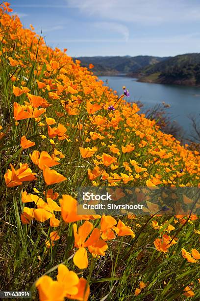 Papoila Campo Ao Lado De Um Lago Na Califórnia - Fotografias de stock e mais imagens de Ao Ar Livre - Ao Ar Livre, Califórnia, Campo agrícola