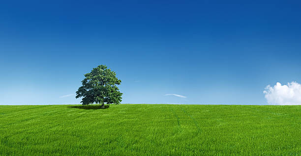 istock Panoramic spring landscape - meadow, lonely tree, 34MPix XXXXL 174638936