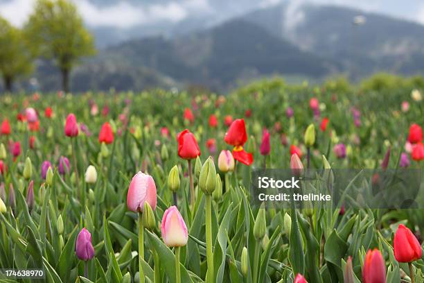 Tulipanes De Primavera En La Selva Negra Foto de stock y más banco de imágenes de Friburgo de Brisgovia - Friburgo de Brisgovia, Ajardinado, Cabeza de flor