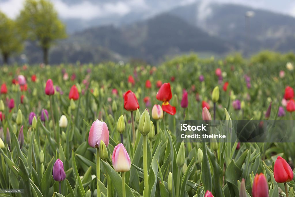 Tulipas de primavera na floresta negra - Foto de stock de Friburgo de Brisgóvia royalty-free