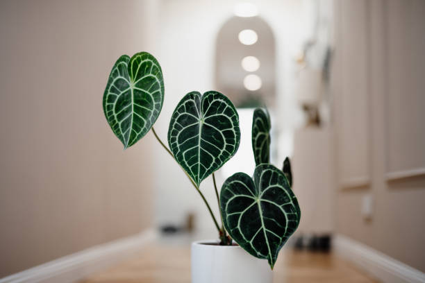 istock Anthurium clarinervium in white flower pot 1746390437