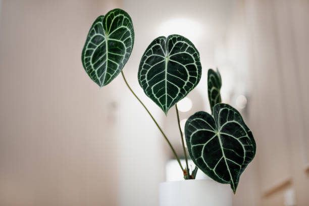 istock Anthurium clarinervium in white flower pot 1746390752
