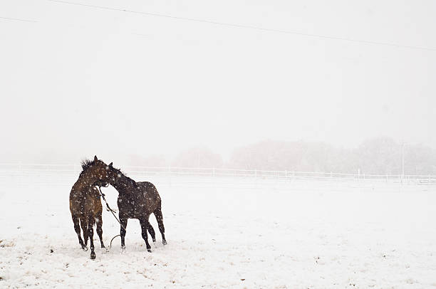 istock Horses Fighting in a Snowstorm 174639116