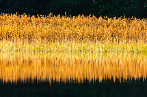 Lake with reeds on autumn day