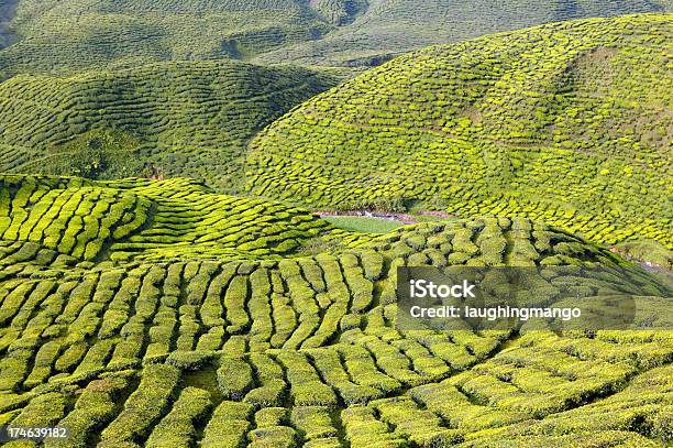 Pahang Plantacji Herbaty Cameron Highlands Malezja - zdjęcia stockowe i więcej obrazów Azja