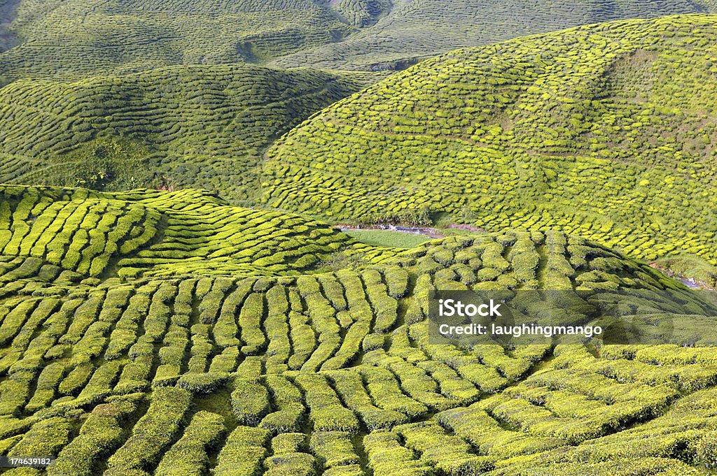 Plantação de chá cameron highlands, pahang, na Malásia - Foto de stock de Agricultura royalty-free