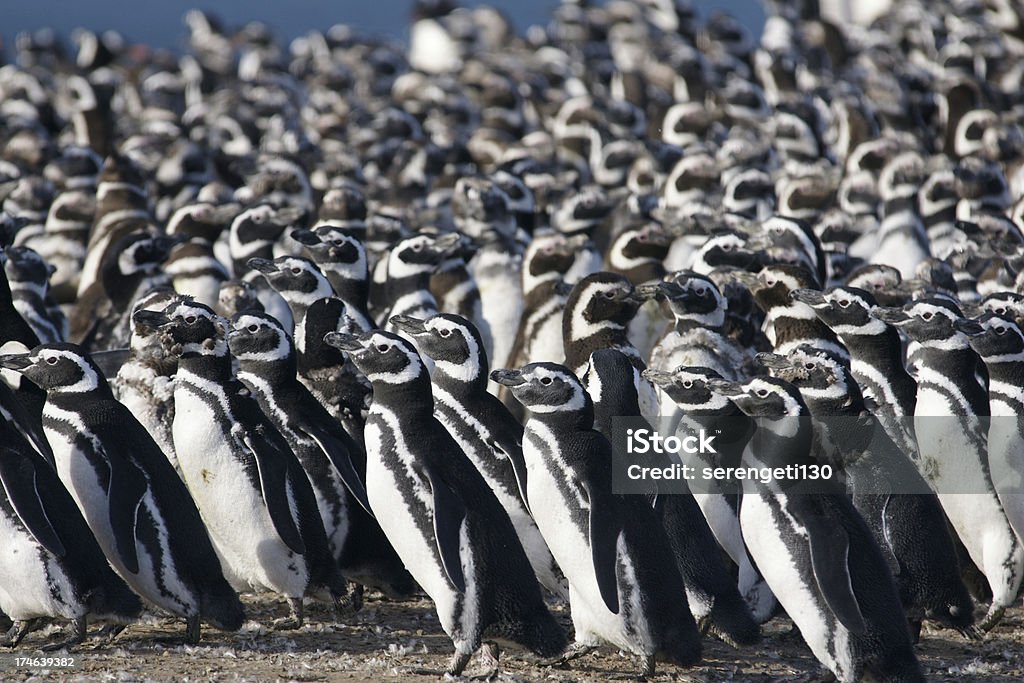 Магелланов пингвинов - Стоковые фото Большая группа животных роялти-фри