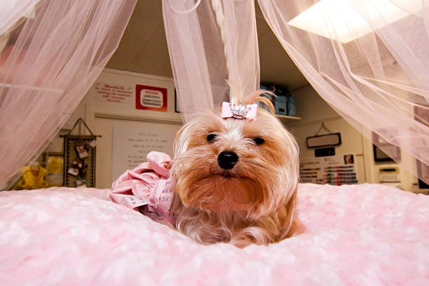 istock Princess Puppy 174639446