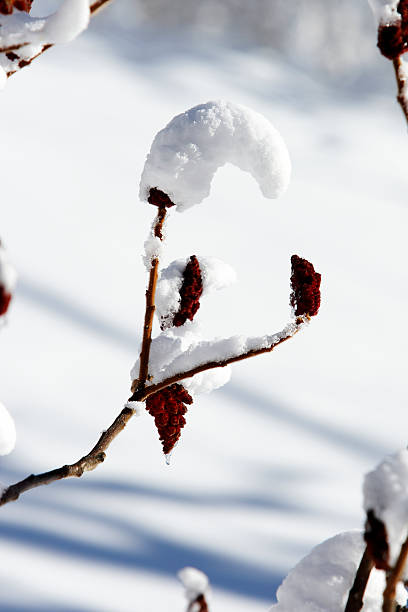 snow on a branch stock photo