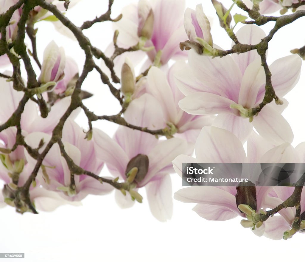 Tulpenmagnolie Mit Clipping Path - Lizenzfrei Ast - Pflanzenbestandteil Stock-Foto