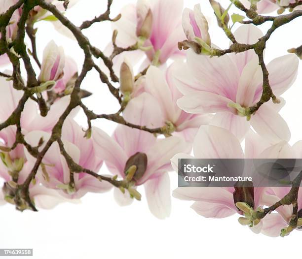 Tulpenmagnolie Mit Clipping Path Stockfoto und mehr Bilder von Ast - Pflanzenbestandteil - Ast - Pflanzenbestandteil, Baum, Baumblüte