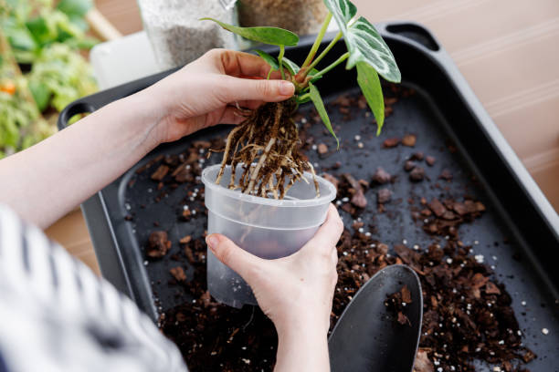 istock Woman repotting anthurium silver blush into a new pot 1746397546