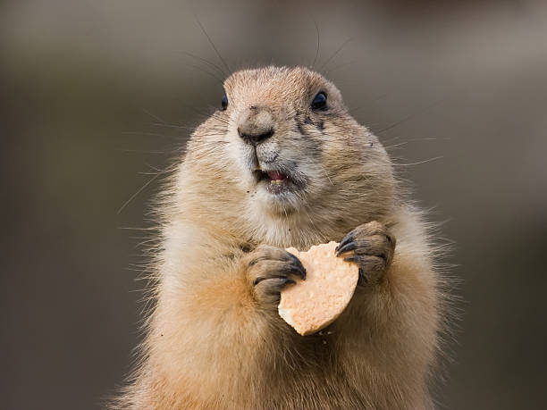 groundhog mit keks - scavenging stock-fotos und bilder