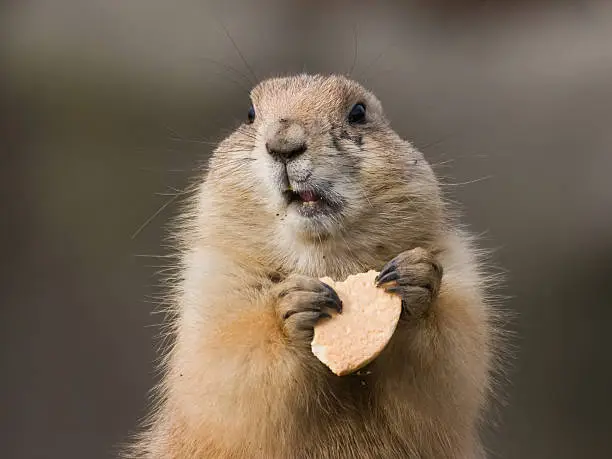 A groundhog eating a biscuit