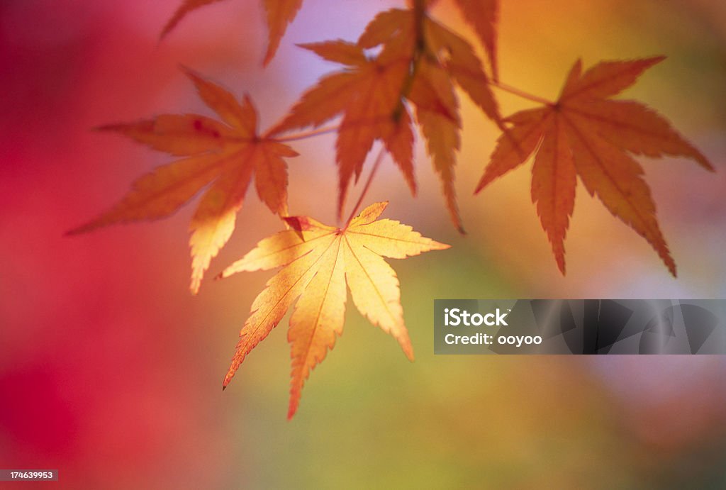 Hojas de otoño amarillo - Foto de stock de Aire libre libre de derechos