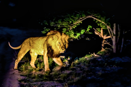 The lion returns at night.