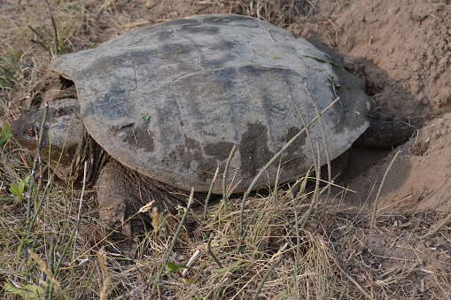 Testudo horsfieldii female\n\nRussian tortoise (Testudo horsfieldii), also commonly known as the Afghan tortoise, the Central Asian tortoise, Horsfield's tortoise, four-clawed tortoise, and the (Russian) steppe tortoise\n\nIn September 1968 two Russian tortoises flew to the Moon, circled it, and returned safely to Earth on the Soviet Zond 5 mission. Accompanied by mealworms, plants, and other lifeforms, they were the first Earth creatures to travel to the Moon. (Wikipedia)
