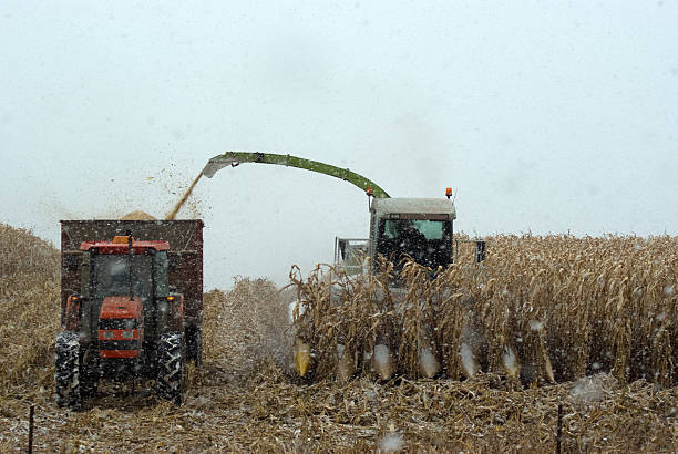 milho colheita no inverno - corn snow field winter imagens e fotografias de stock