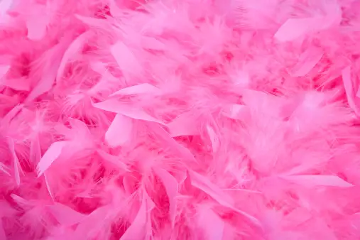 Beautiful Color Feathers On Pink Background, Feather Texture, Feather  Wallpaper Free Image and Photograph 199289194.