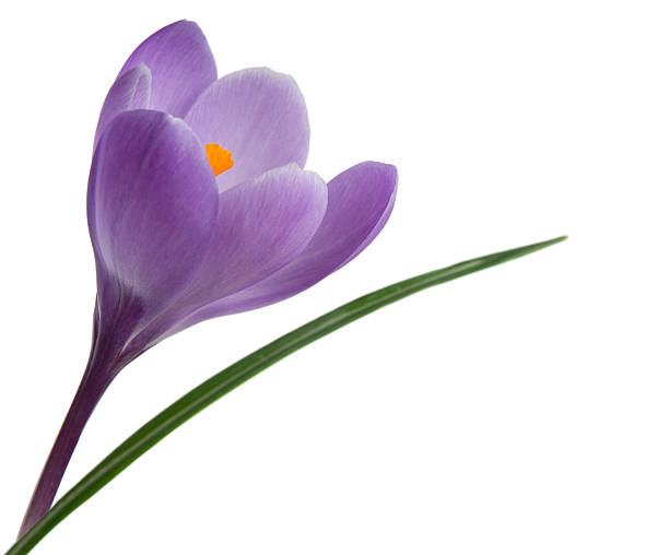 фиолетовый крокус - single flower flower crocus spring стоковые фото и изображения