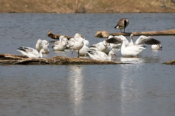 Snowgeese gather ona pond. Flapping wings and cleaning themselves in a flock.