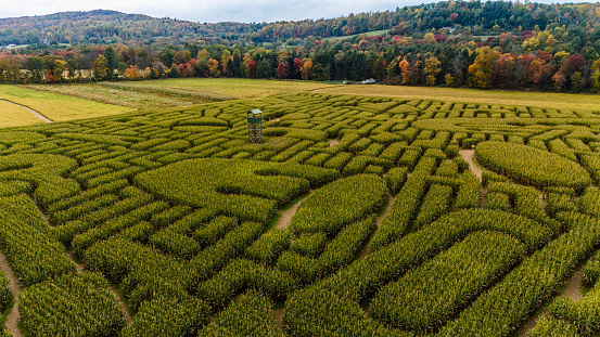 Huge geometrical Corn Maze with scenery view of mountains in autumn in Pennsylvania, Pokonos Region.