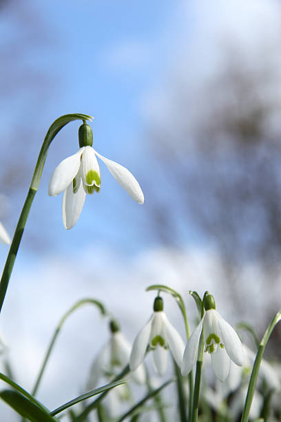 Snowdrop Snow Stock Photos, Pictures & Royalty-Free Images - iStock