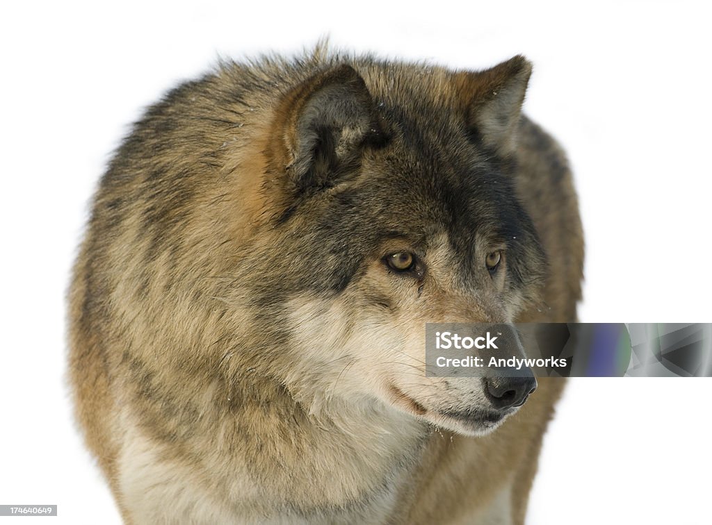 Timber Wolf - Lizenzfrei Vorderansicht Stock-Foto