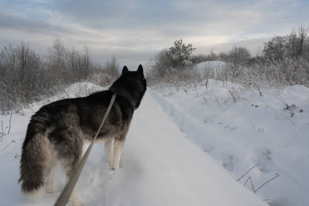 istock Walking a husky dog on a leash in winter outdoors in the snow. 1746406892