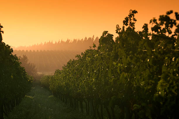 istock Sunrise at the vineyard 174640881
