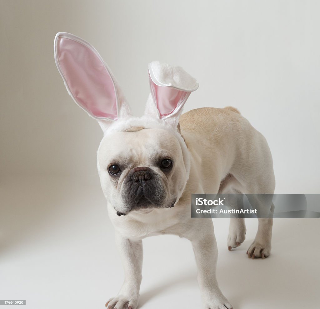 Bulldog Coniglietto di Pasqua - Foto stock royalty-free di Bulldog francese