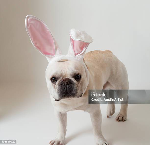 Bulldog Wielkanocny Zając - zdjęcia stockowe i więcej obrazów Buldog francuski - Buldog francuski, Wielkanoc, Kostium królicze uszy