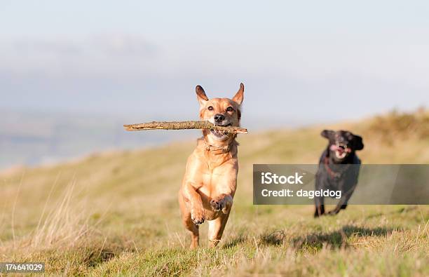 Velocità - Fotografie stock e altre immagini di Bastone - Bastone, Cane, Portare