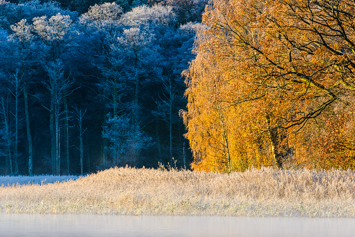 Frosty reeds and autumn coloured trees at still lake.