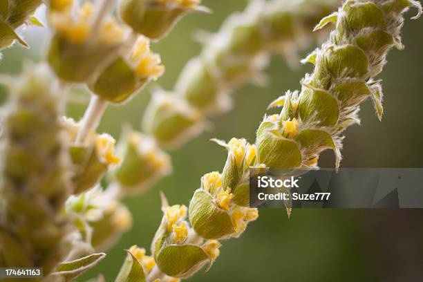 Sideritis Scardica Mountain Tea Stock Photo - Download Image Now - Backgrounds, Beauty In Nature, Camellia sinensis