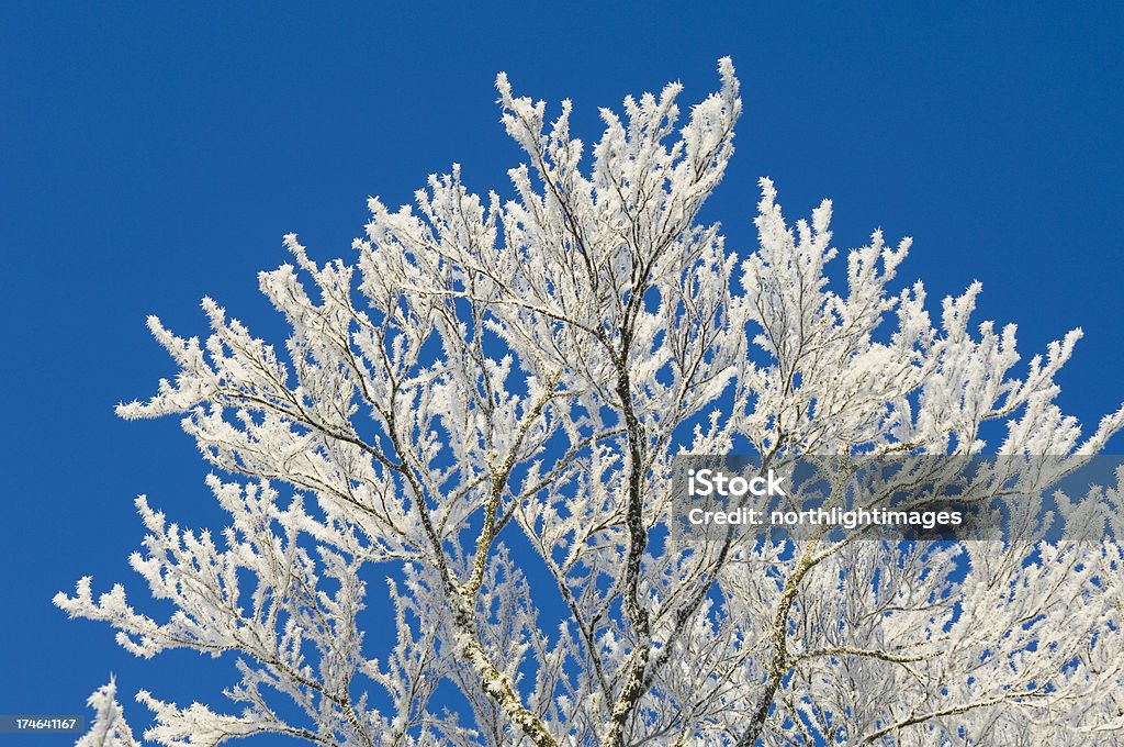 Árvore em pesados frost - Royalty-free Abstrato Foto de stock